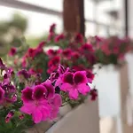 Geranium
