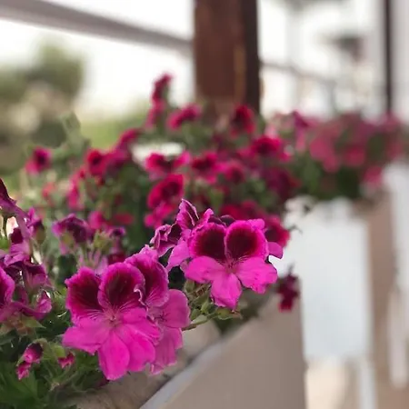 Geranium