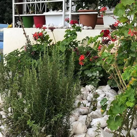 Geranium *