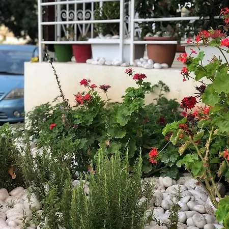Geranium *