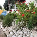 Geranium Daire