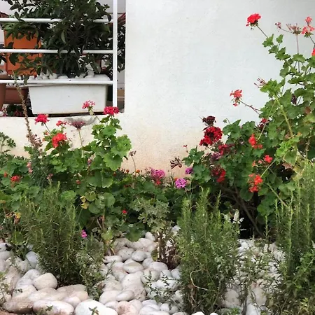 Geranium Ksamil