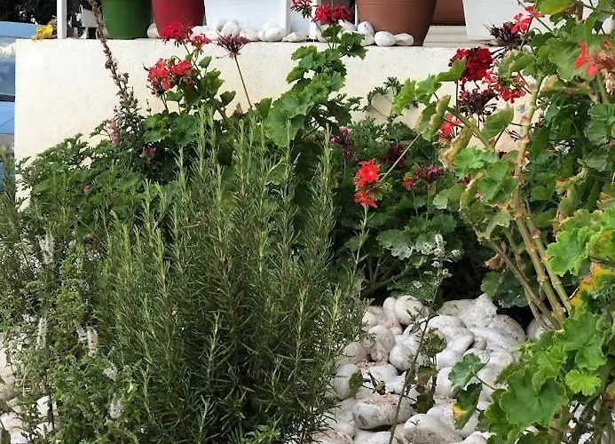 Geranium *